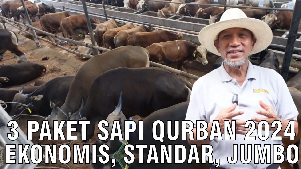 
                                 3-Paket-Sapi-Qurban-2024-Ekonomis,-Standar,-Jumbo